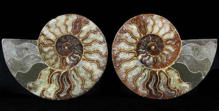 Cut/Polished Ammonite Pair - Agatized #47693